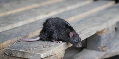 sosinsekt24-szczur